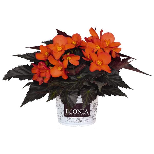 Begonia hybrida 'I'Conia Upright Fire'