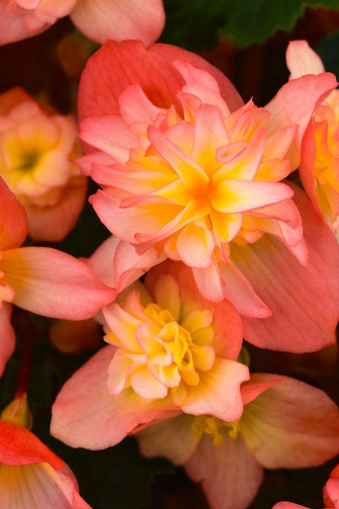 Begonia hybrida