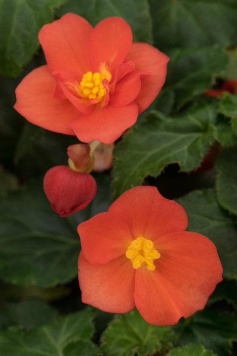 Begonia hybrida