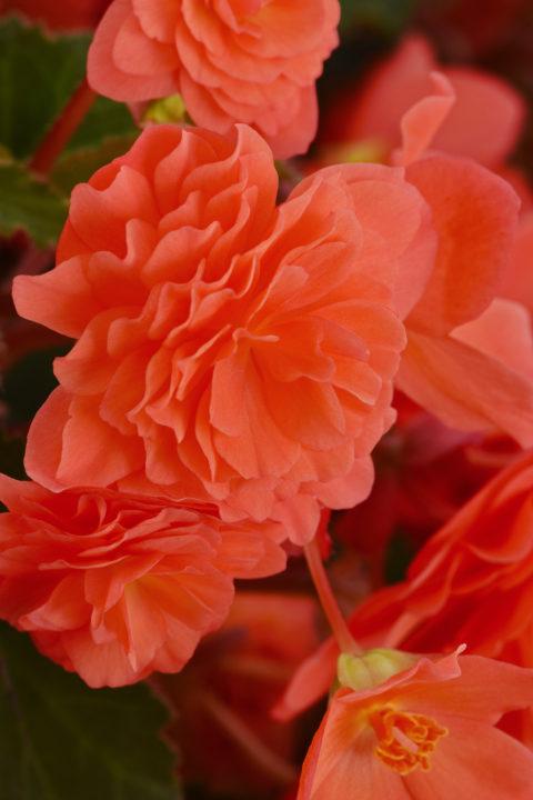 Begonia hybrida