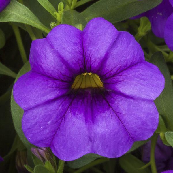 Calibrachoa hybrida 'Cabrio Amethyst'