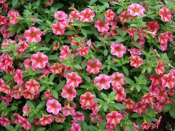 Calibrachoa hybrida 'Callie Coral'