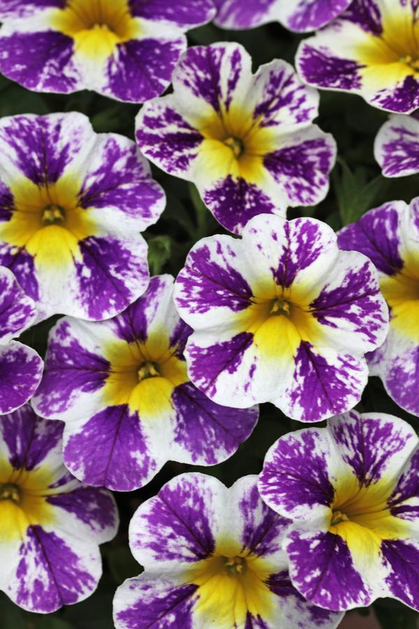 Calibrachoa hybrida 'Candy Shop Grape Splash'