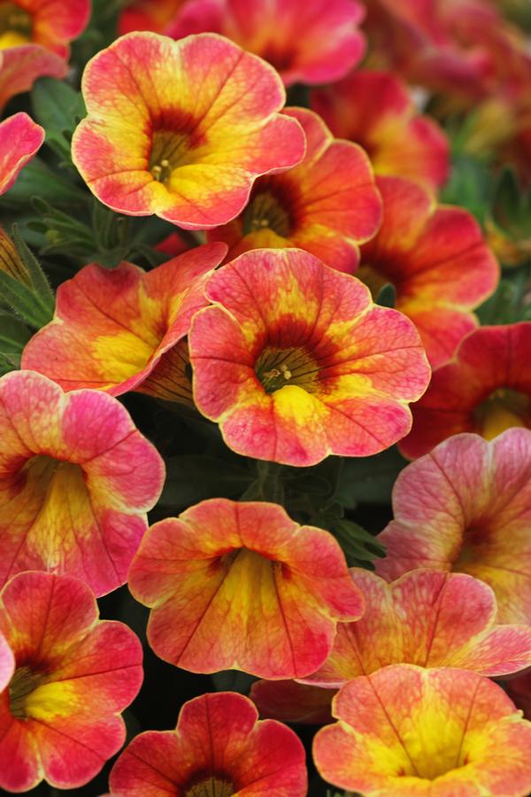 Calibrachoa hybrida 'Chameleon Atomic Orange'