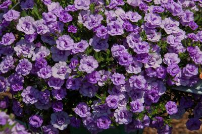 Calibrachoa hybrida