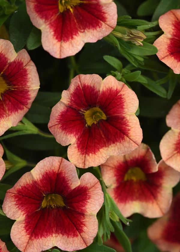 Calibrachoa hybrida