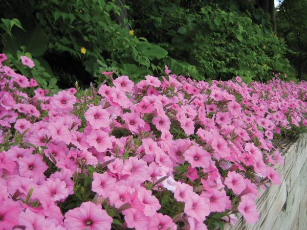 Petunia hybrida 'Supertunia Vista Bubblegum'