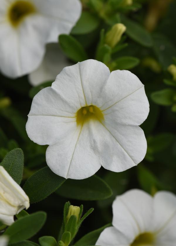 Calibrachoa hybrida 'Minifamous Uno White'