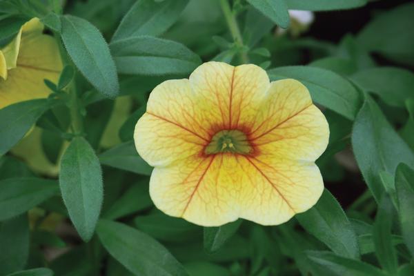 Calibrachoa hybrida