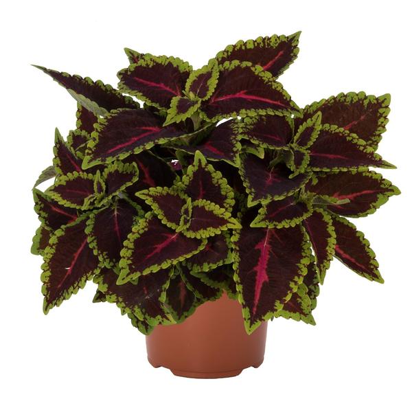 Coleus scutellarioides 'Main Street Alligator Alley'