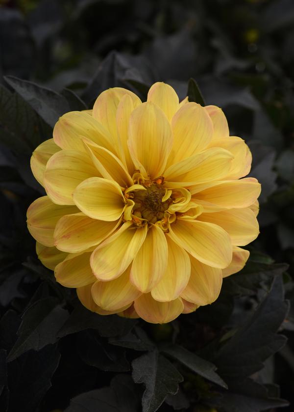 Dahlia hybrida 'City Lights Golden Yellow'