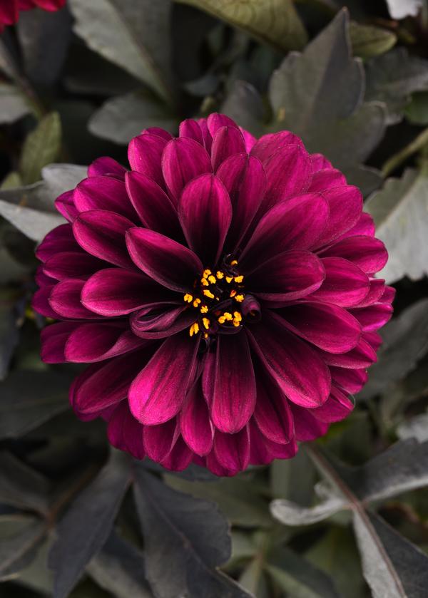 Dahlia hybrida 'City Lights Purple'
