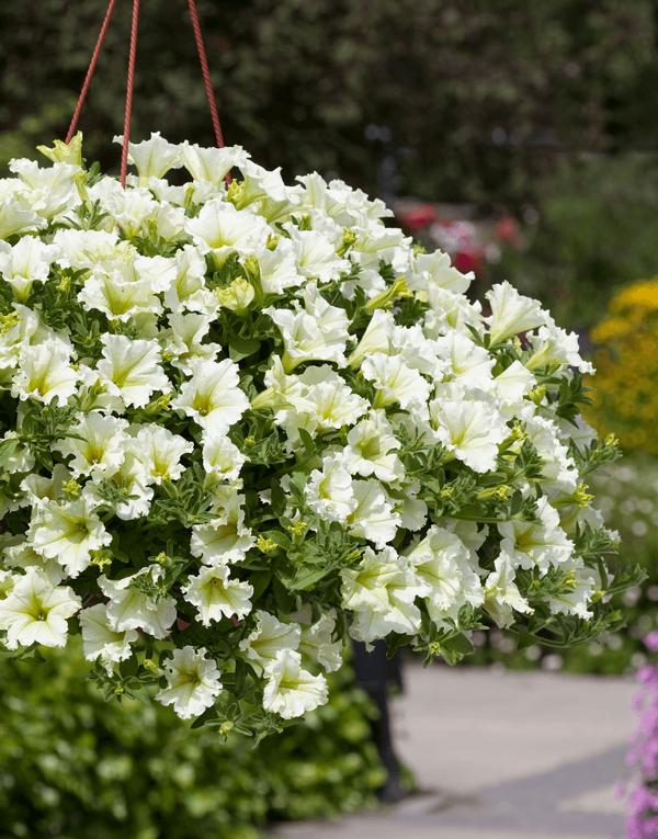 Petunia hybrida 'Surfinia Lime'