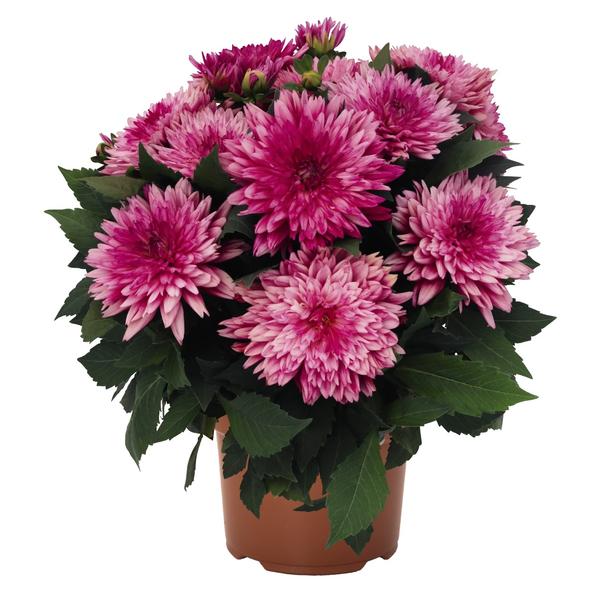 Dahlia hybrida 'Hypnotica Electric Pink'