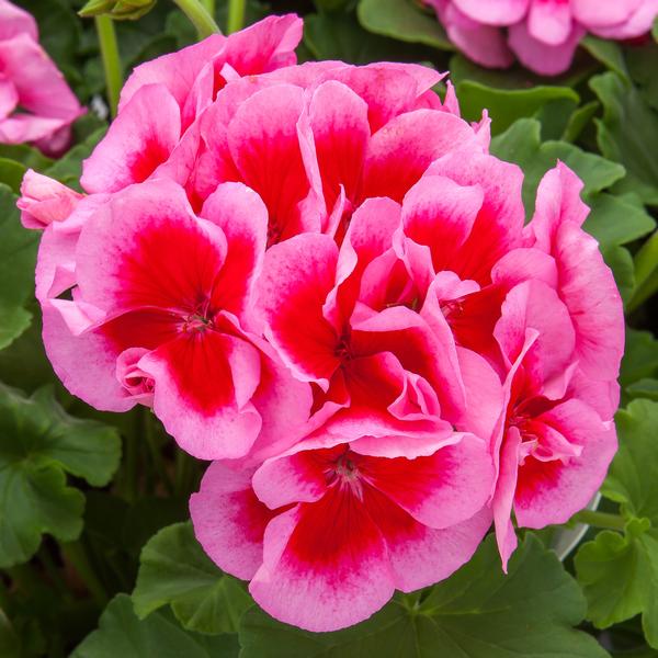 Geranium Interspecific pelargonium interspecific 'Calliope Large Rose Mega Splash'