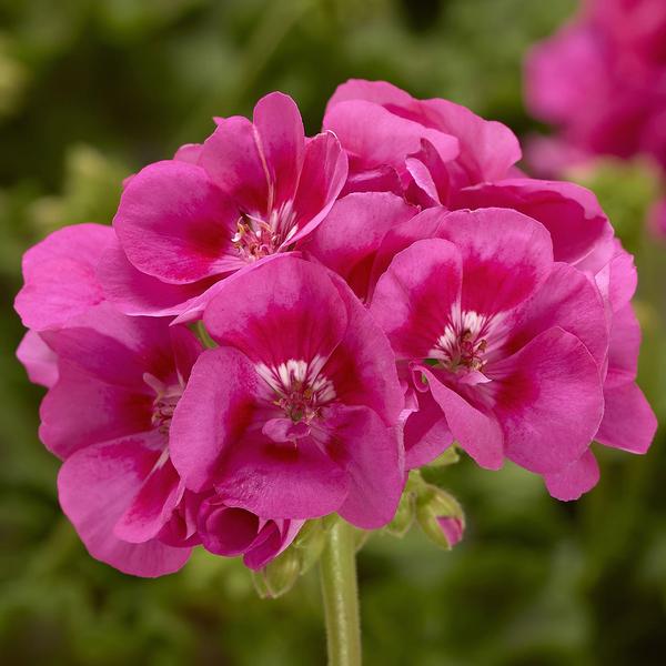 Geranium Interspecific pelargonium interspecific 'Moxie Deep Rose Mega Splash'