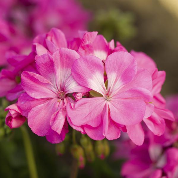 Geranium Interspecific pelargonium interspecific 'Moxie Pink'