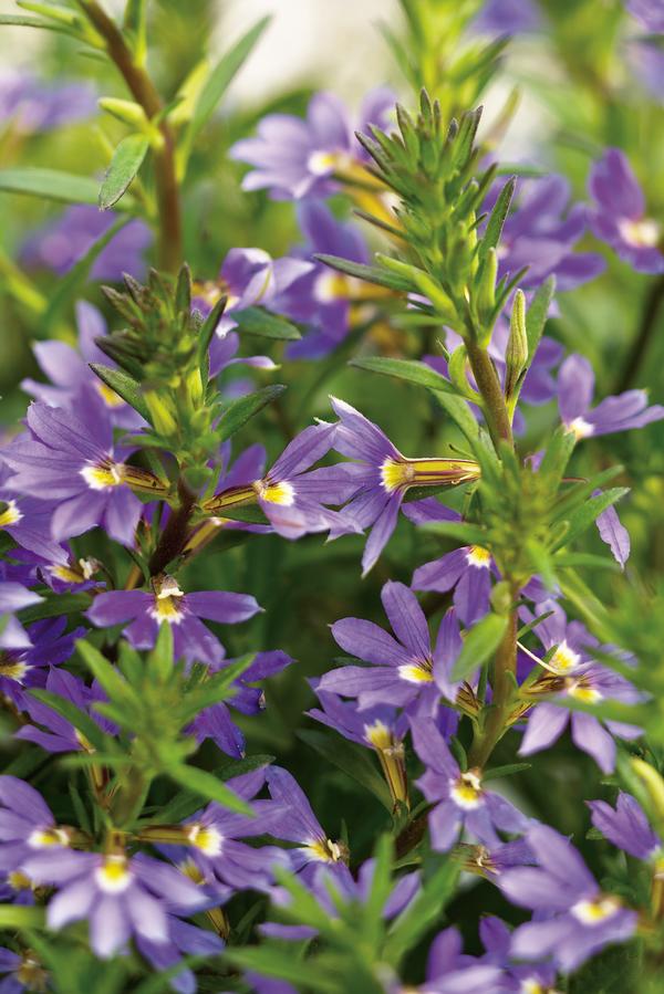 Scaevola aemula 'Whirlwind Blue'