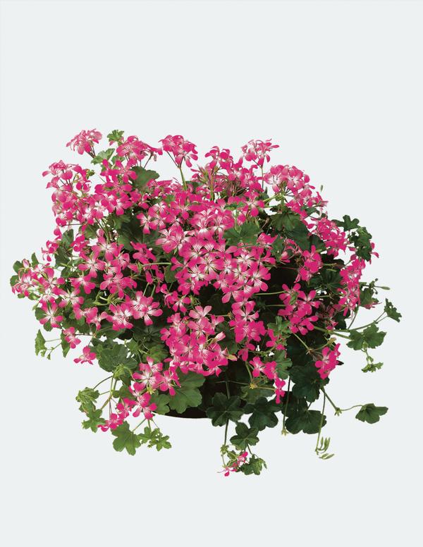 Geranium Ivy pelargonium peltatum 'Ville de Paris Bicolor'