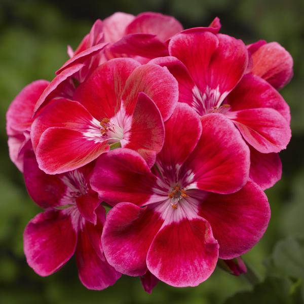 Geranium Zonal pelargonium zonale 'Tango Deep Rose w/ Eye'