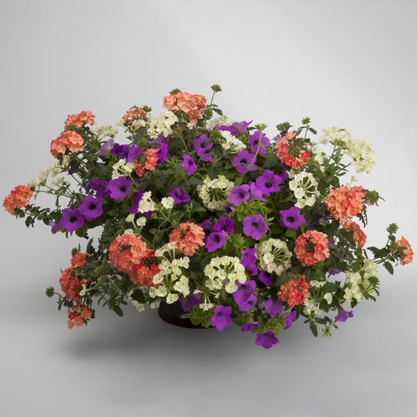 Kwik Kombo 'Mai Tai'