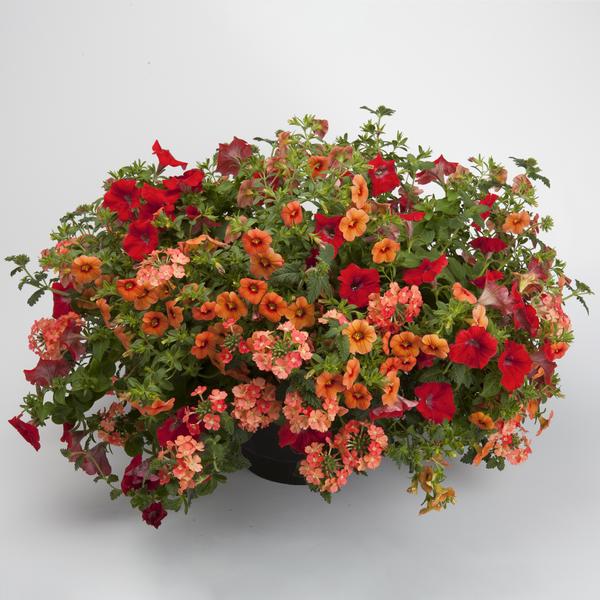 Kwik Kombo 'Sedona Imp'