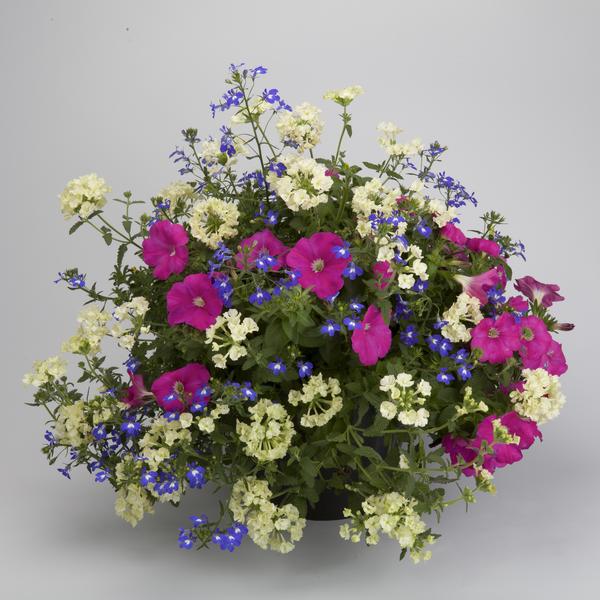 Kwik Kombo 'Water Lily'