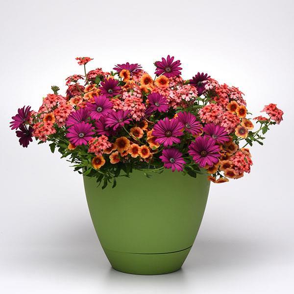 Trixi® 'Daisy Dance'