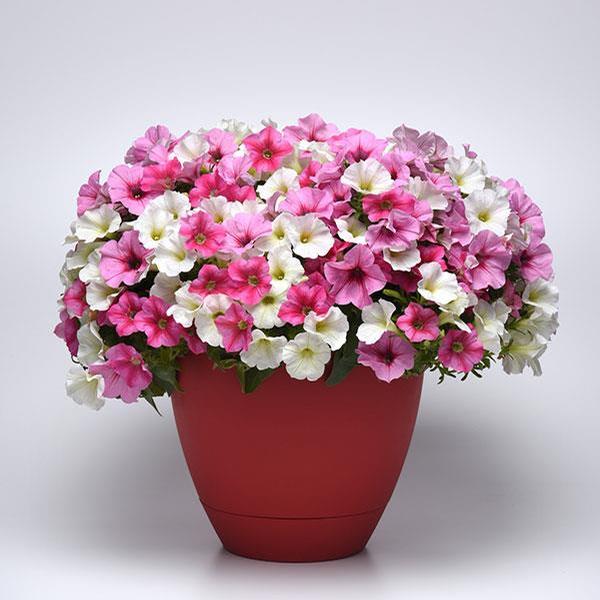 Trixi® 'Hotter Than You Pink'