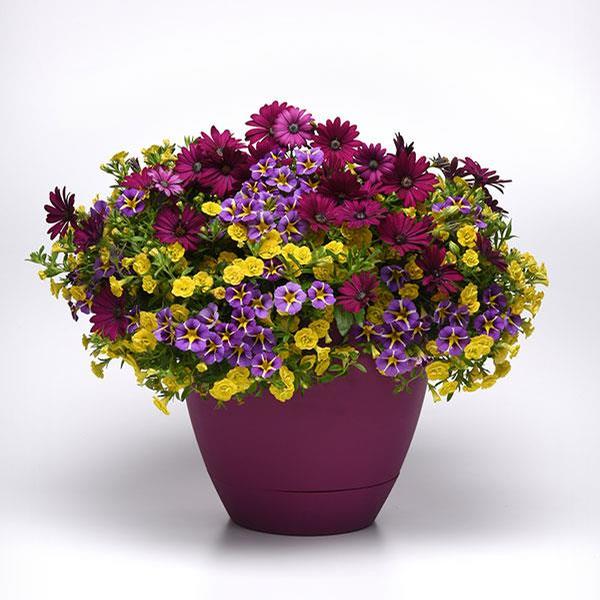 Trixi® 'Popular Demand'