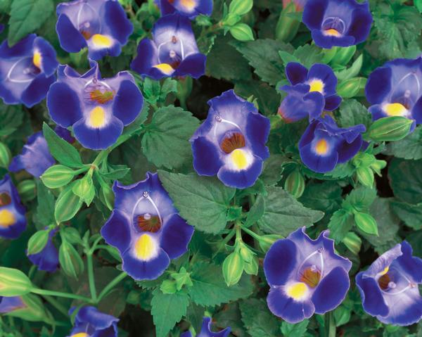 Torenia hybrida 'Catalina Midnight Blue'