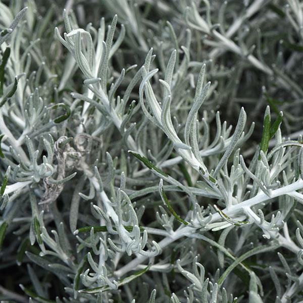 Helichrysum italicum 'Silver Threads'