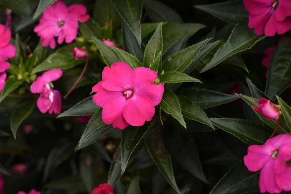 SunPatiens hybrida 'Vigorous Rose Pink'
