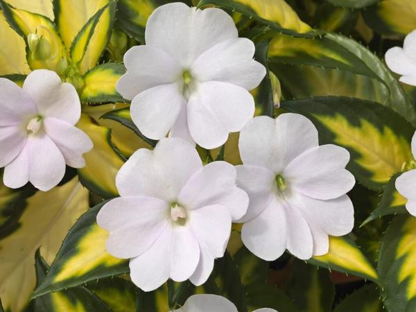 SunPatiens hybrida 'Vigorous Tropical White'