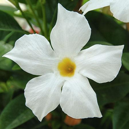 Mandevilla hybrida 'Bella White'