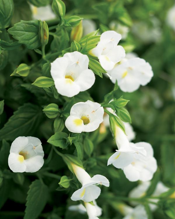 Torenia hybrida 'Catalina White Linen'