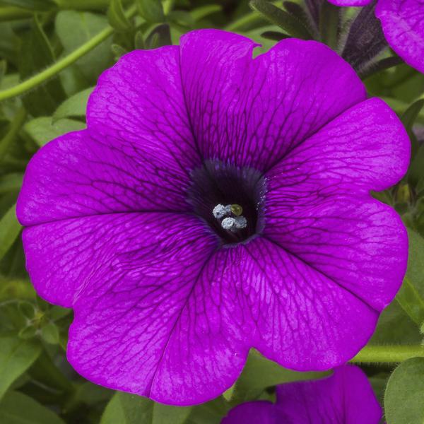 Petunia hybrida 'Sanguna Deep Lavender Vein'