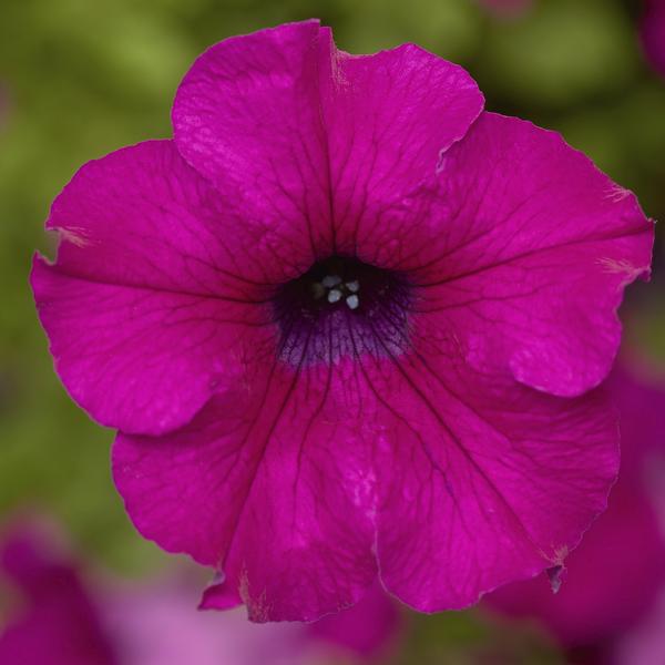 Petunia hybrida 'Sanguna Mega Purple'