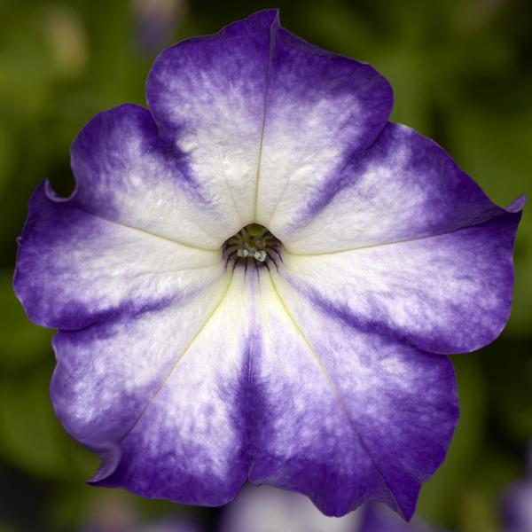 Petunia hybrida 'Sanguna Patio Radiant Dark Blue'