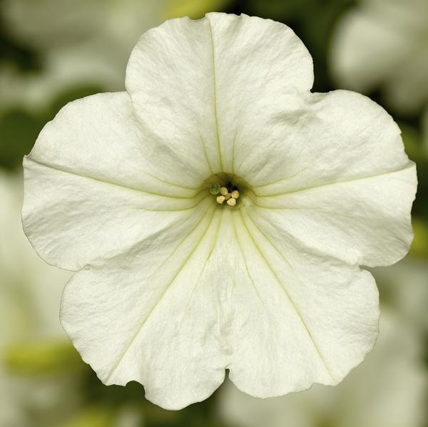Petunia hybrida 'Sanguna Patio White'