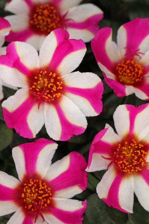 Portulaca oleracea 'Colorblast Pink Lady'