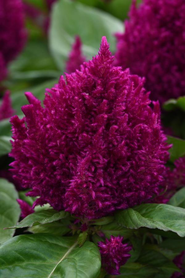 Celosia plumosa 'First Flame Purple'