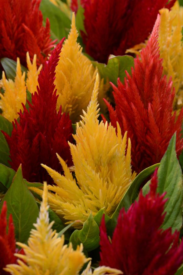 Celosia plumosa 'First Flame Mix'