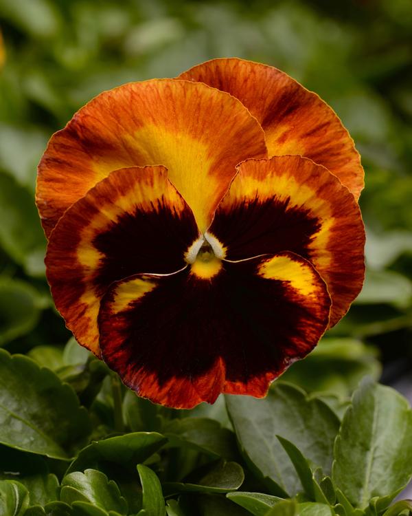 Pansy viola x wittrockiana 'Matrix Solar Flare'
