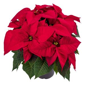 Poinsettia euphorbia pulcherrima 'Aries Red'