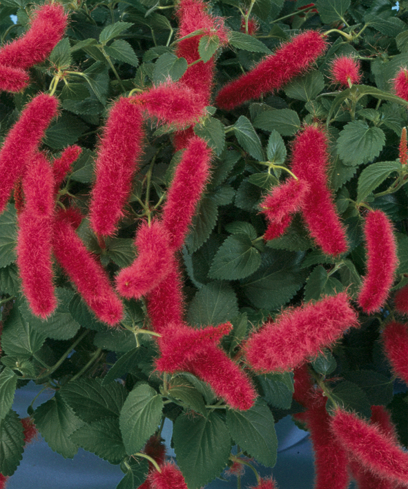 Acalphya pendula 'Chenille Firetail'