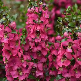 Angelonia angustifolia 'Serenita Rose'