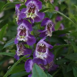 Angelonia augustifolia 'Aria Blue'