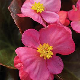 Begonia semperflorens cultorum 'Harmony Plus Rose'