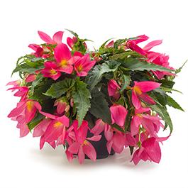 Begonia boliviensis 'Beauvilia Hot Pink'